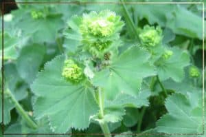 Lady's Mantle The Illustrated Herbiary