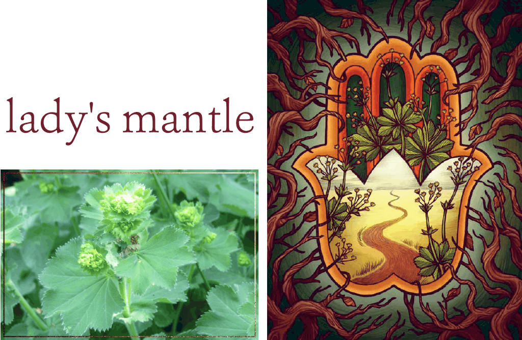 Lady's Mantle The Illustrated Herbiary