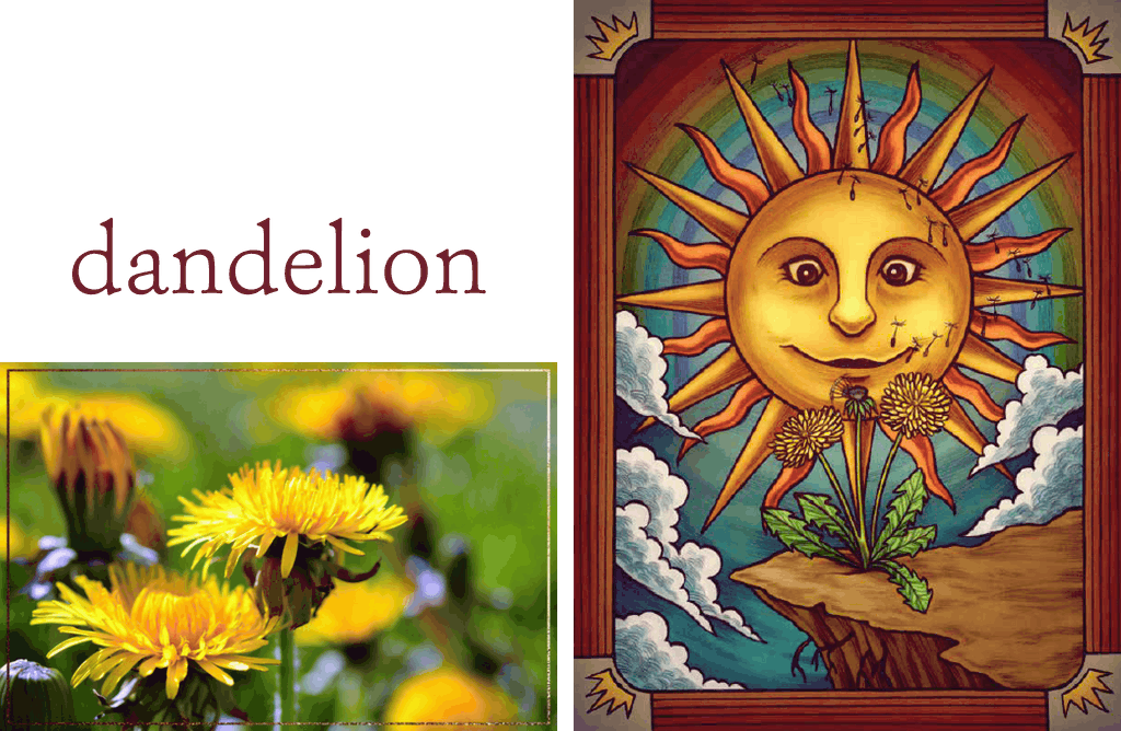 Dandelion The Illustrated Herbiary