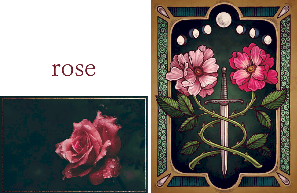 Rose The Illustrated Herbiary