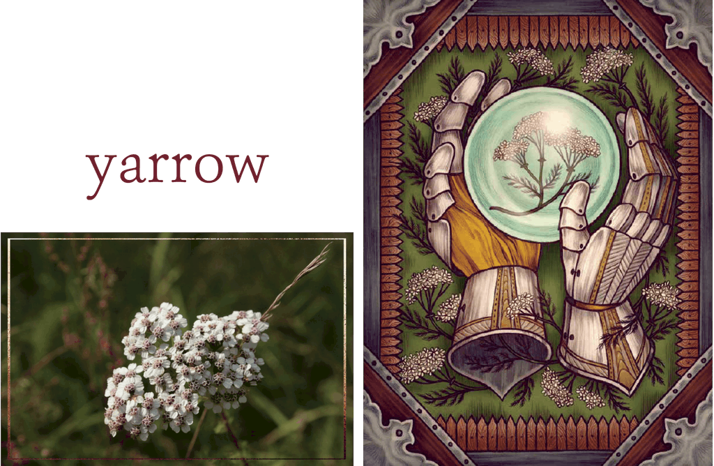 Yarrow The Illustrated Herbiary