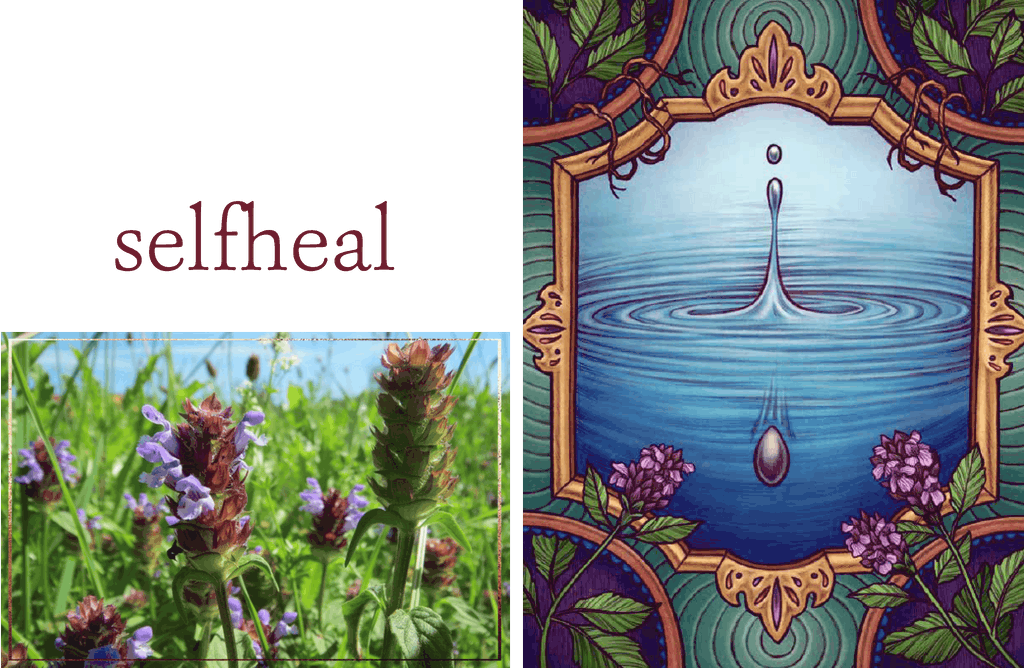 Selfheal The Illustrated Herbiary